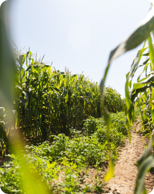 NextUI hero Image with delay